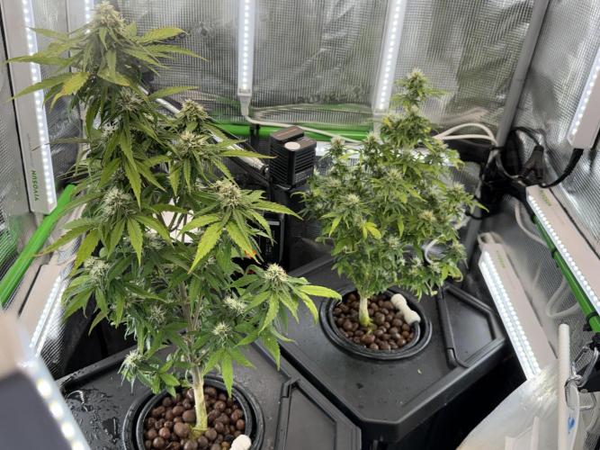 Granddaddy and Northern Enhance CO2 DWC. Week 8