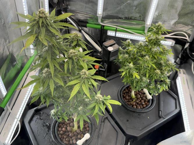 Granddaddy and Northern Enhance CO2 DWC. Week 8