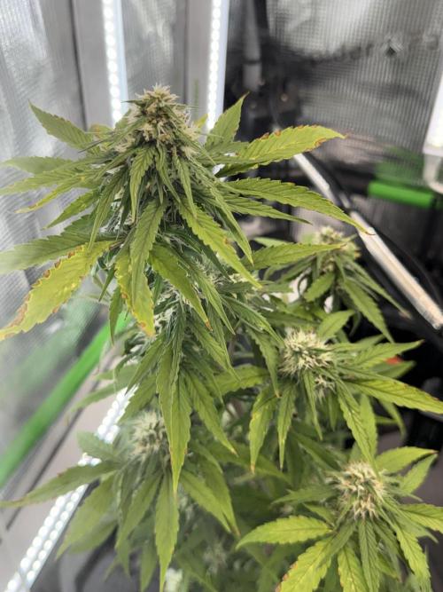 Granddaddy and Northern Enhance CO2 DWC. Week 8