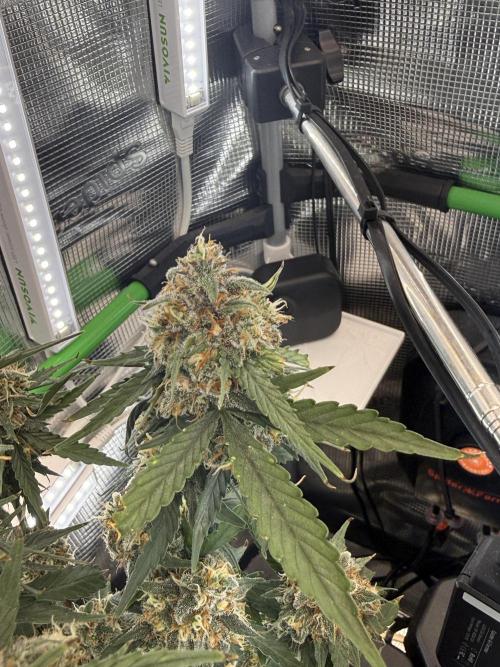 Granddaddy and Northern Enhance CO2 DWC. Week 13
