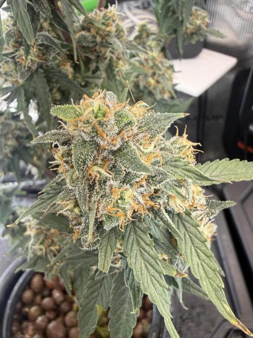 Granddaddy and Northern Enhance CO2 DWC. Week 13