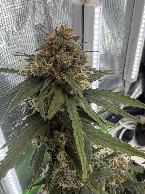 Granddaddy and Northern Enhance CO2 DWC. Week 13
