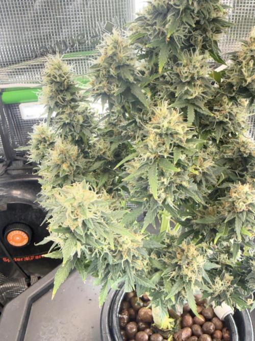 Granddaddy and Northern Enhance CO2 DWC. Week 13