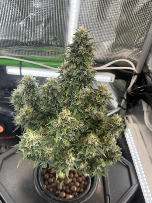 Granddaddy and Northern Enhance CO2 DWC. Week 13