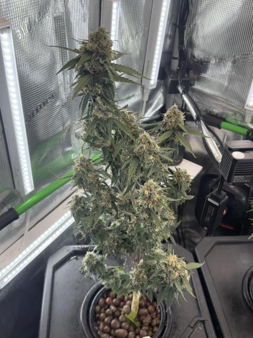 Granddaddy and Northern Enhance CO2 DWC. Week 13