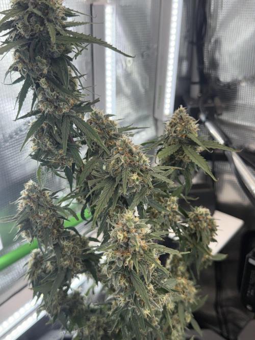 Granddaddy and Northern Enhance CO2 DWC. Week 13