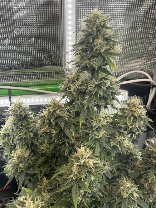 Granddaddy and Northern Enhance CO2 DWC. Week 13