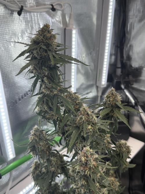 Granddaddy and Northern Enhance CO2 DWC. Week 13