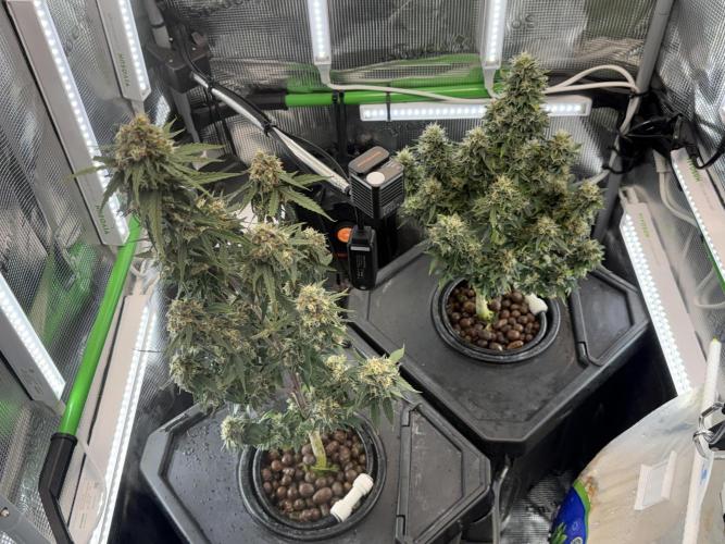 Granddaddy and Northern Enhance CO2 DWC. Week 13