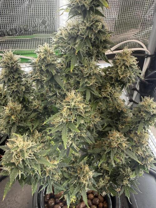 Granddaddy and Northern Enhance CO2 DWC. Week 13