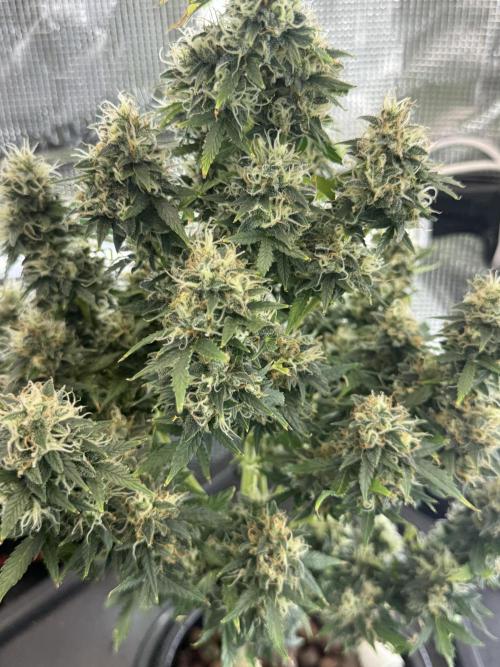 Granddaddy and Northern Enhance CO2 DWC. Week 13