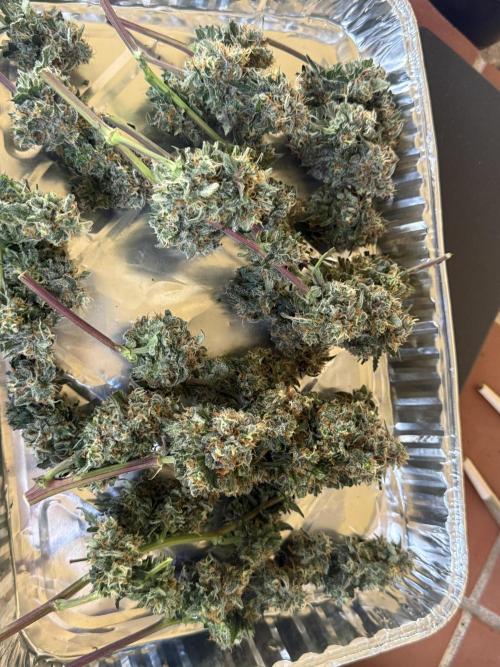Granddaddy and Northern Enhance CO2 DWC. Week 14