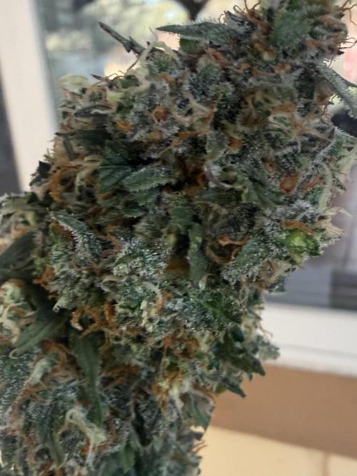 Granddaddy and Northern Enhance CO2 DWC. Week 14