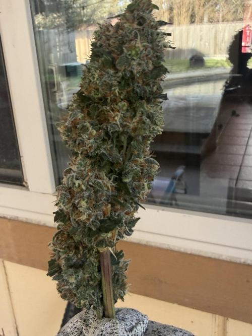 Granddaddy and Northern Enhance CO2 DWC. Week 14