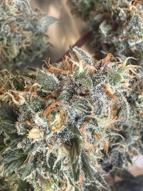 Granddaddy and Northern Enhance CO2 DWC. Week 14