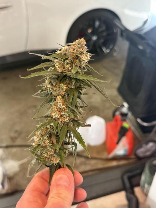 Granddaddy and Northern Enhance CO2 DWC. Week 14
