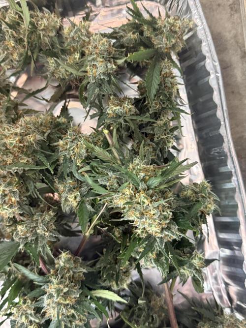 Granddaddy and Northern Enhance CO2 DWC. Week 14