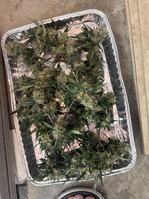 Granddaddy and Northern Enhance CO2 DWC. Week 14