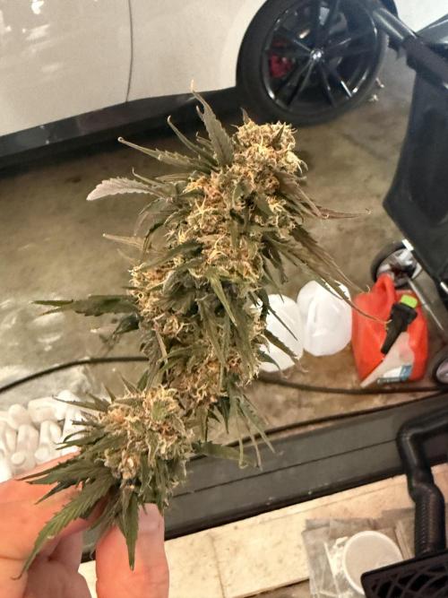 Granddaddy and Northern Enhance CO2 DWC. Week 14