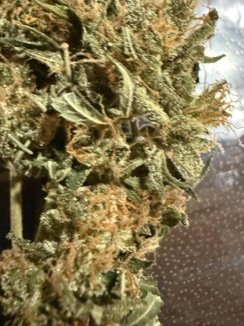Granddaddy and Northern Enhance CO2 DWC. Week 14