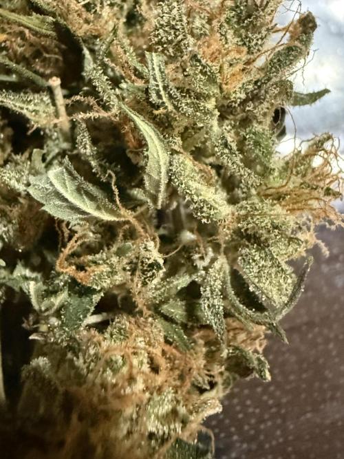 Granddaddy and Northern Enhance CO2 DWC. Week 14