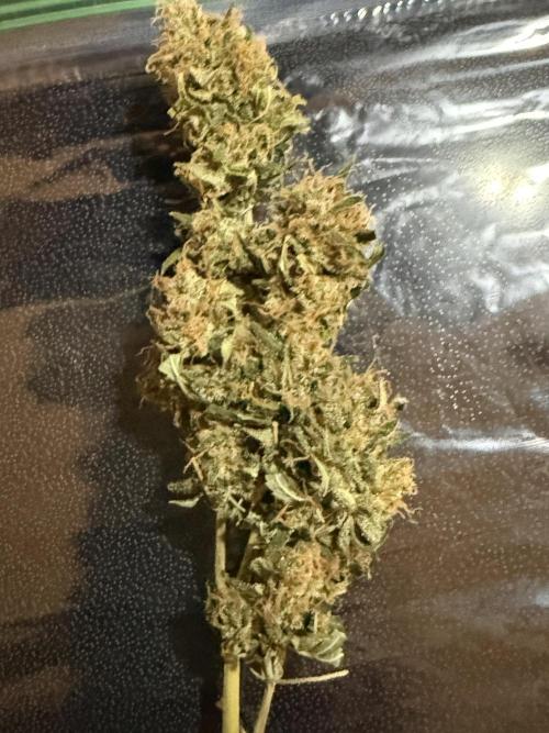 Granddaddy and Northern Enhance CO2 DWC. Week 14