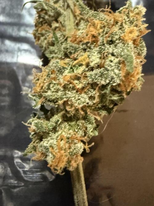 Granddaddy and Northern Enhance CO2 DWC. Week 14