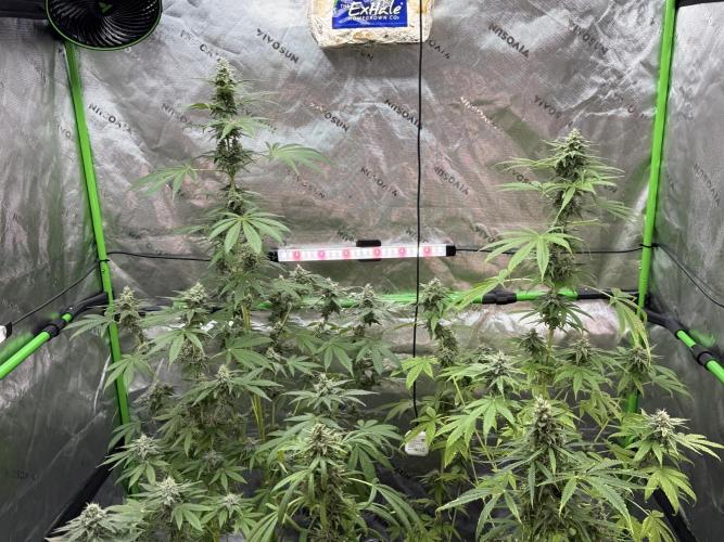 Tropic Gem Texas Green House Grow. Week 11