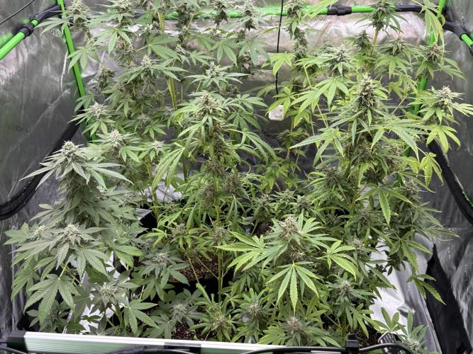 Tropic Gem Texas Green House Grow. Week 11
