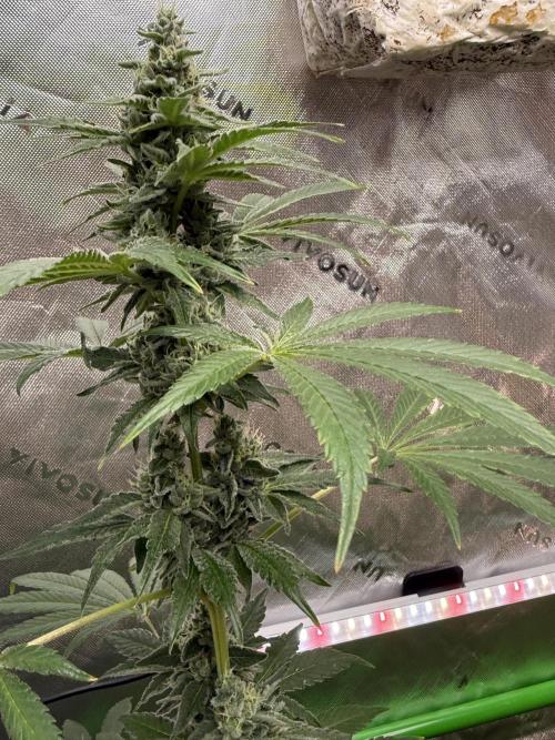 Tropic Gem Texas Green House Grow. Week 11