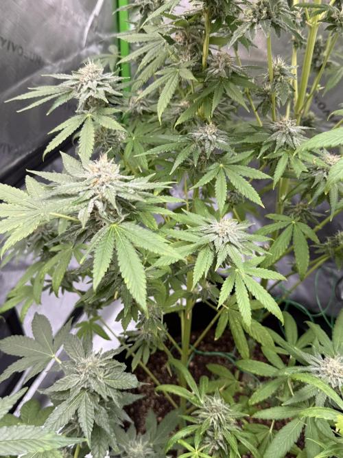 Tropic Gem Texas Green House Grow. Week 11