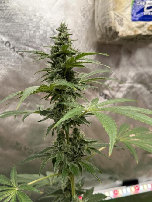 Tropic Gem Texas Green House Grow. Week 11