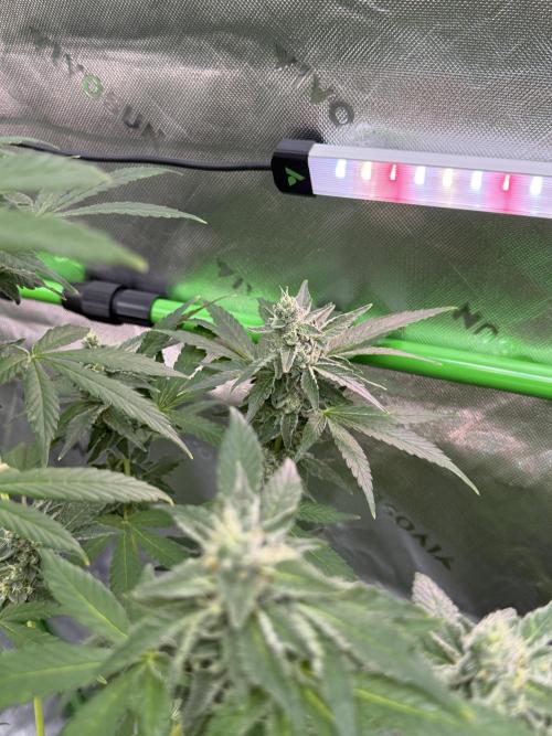 Tropic Gem Texas Green House Grow. Week 11