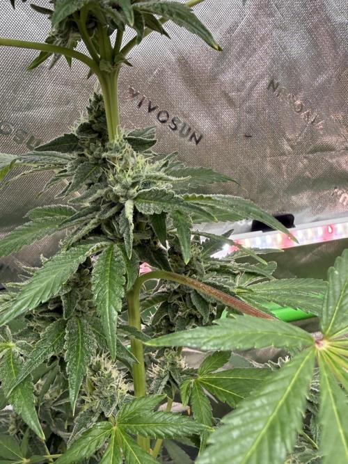 Tropic Gem Texas Green House Grow. Week 11