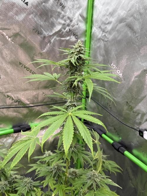 Tropic Gem Texas Green House Grow. Week 11