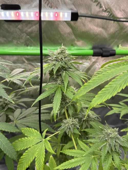 Tropic Gem Texas Green House Grow. Week 11