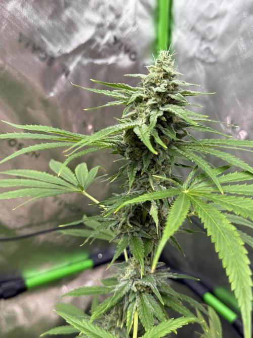 Tropic Gem Texas Green House Grow. Week 11