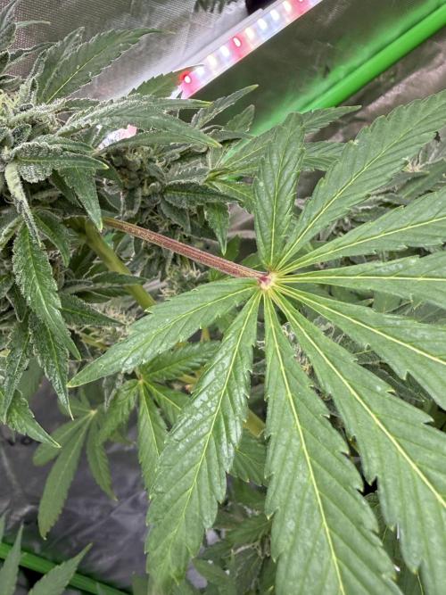 Tropic Gem Texas Green House Grow. Week 11