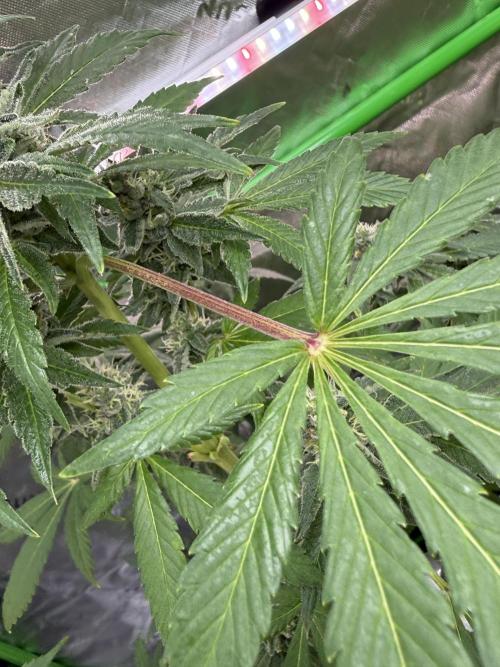 Tropic Gem Texas Green House Grow. Week 11