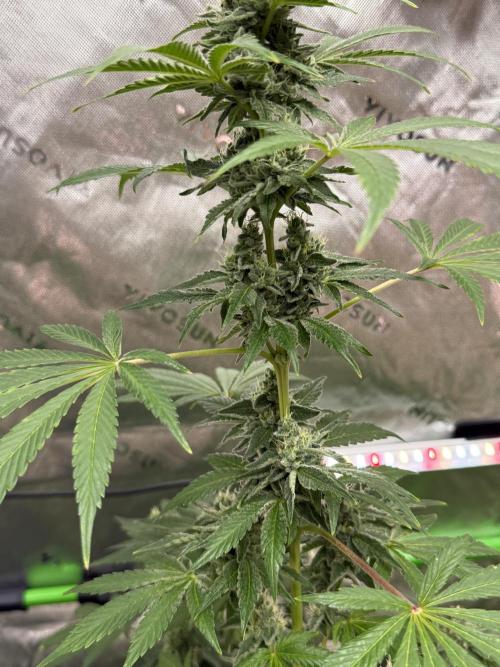Tropic Gem Texas Green House Grow. Week 11