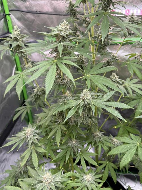 Tropic Gem Texas Green House Grow. Week 11
