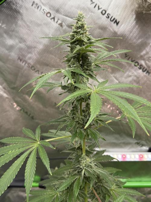 Tropic Gem Texas Green House Grow. Week 11