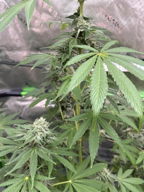 Tropic Gem Texas Green House Grow. Week 11