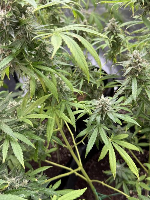 Tropic Gem Texas Green House Grow. Week 11