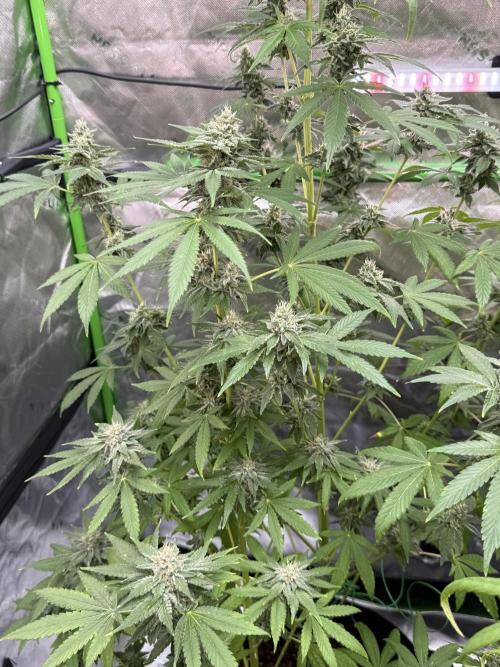 Tropic Gem Texas Green House Grow. Week 11