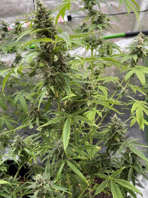 Tropic Gem Texas Green House Grow. Week 11