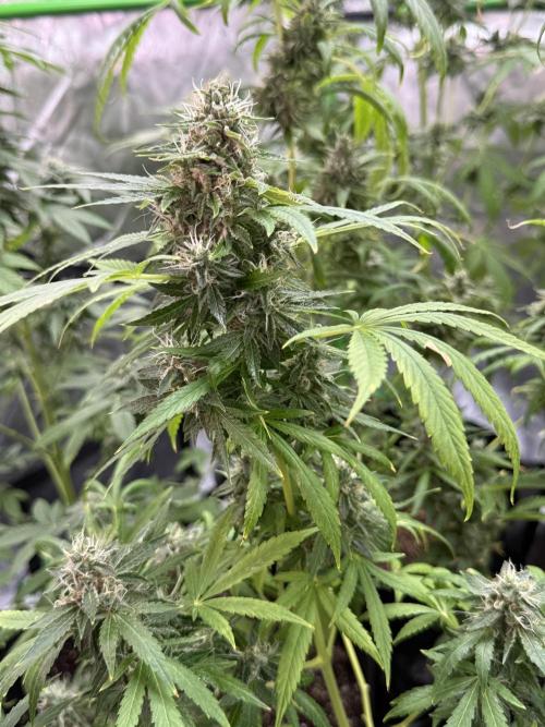 Tropic Gem Texas Green House Grow. Week 11