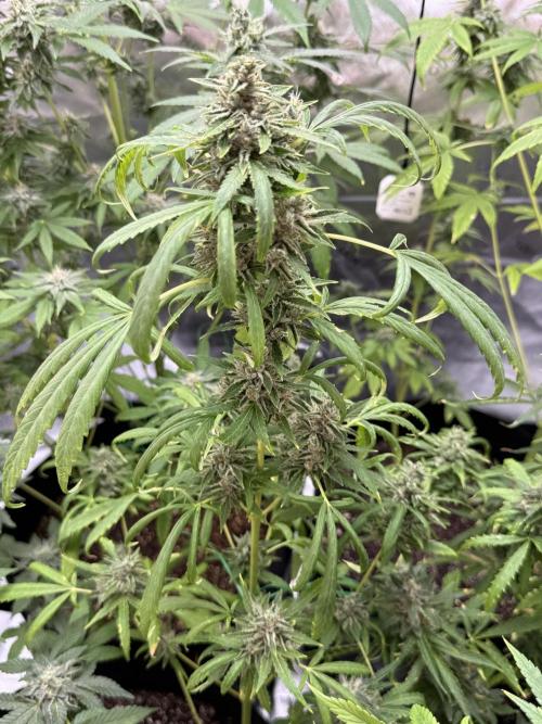 Tropic Gem Texas Green House Grow. Week 11