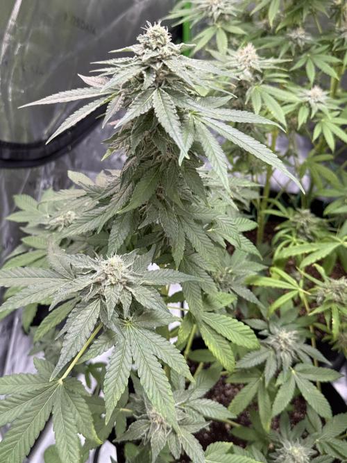 Tropic Gem Texas Green House Grow. Week 11