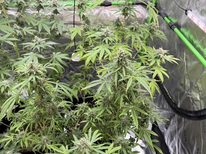 Tropic Gem Texas Green House Grow. Week 11